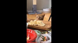 A cat took a food and escaped perfectly from the spot she forgot there is a camera