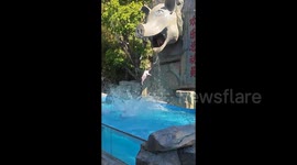 Chinese zoo introduces pig diving show to attract visitors