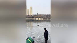 Dog rescued from icy pond by local workers after falling into freezing water