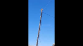 Cat stranded on utility pole rescued by grandfather in China
