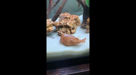 Now you see me, now you don't! Pufferfish quickly buries itself to go to sleep