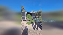 Spain: 500 Bunches of Illegally Harvested Lentisk Seized in Serra de Pàndols
