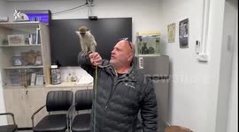 Israel: Negev Region police recently located an illegally held monkey in the town of Bir Hadaj