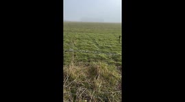 Fence in Berkshire decorated with artistic animal designs