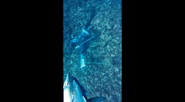 Diver gets startled by fish prank in Israel