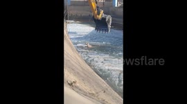 Excavator used to scoop sheep out of icy river in China