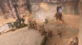 Baboons have 'gold digger sense' and choose males with best foraging skills, claim researchers