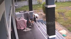 Strong wind blows dog's cage off the edge of front porch