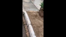 Brazilian Possum Gets Aggressive