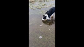 Border Collie Bites At Frozen Pond