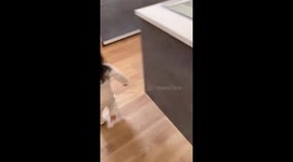 Child runs across house and jumps face first into cushion