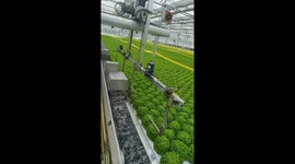 Automated soil-free vegetable harvesting in China