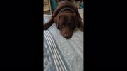 temp