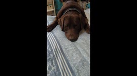 Chunky Labrador sleeps with body half on bed after failing to climb up