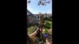 Experienced Tree Surgeon sets up zip line, to rig branch down from a large pine tree.