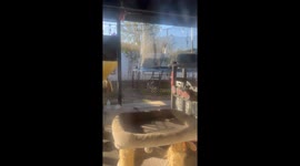 Cats Caught In Compromising Position