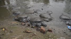 Black softshell turtle is seen ahead of 'World Wildlife Day' in India