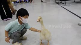 Gosling takes a gander at exhibits at Smartheart Pet Show in Thailand