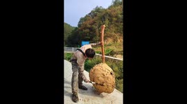 Gigantic wasp nest discovered in wilderness in China