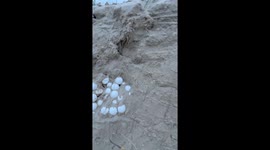 Collecting turtle eggs for relocation after cyclone Alfred destroyed the dunes at Peregian beach Qld