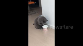 China: Kitten Drinking Water with Its Paw