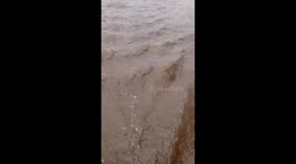 Floodwaters Swamp Pinjarra Hills Amid Heavy Rains in Queensland