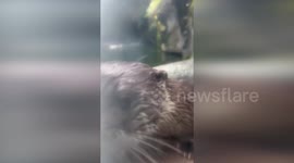 River otter plays with his new toy at wildlife park in Washington