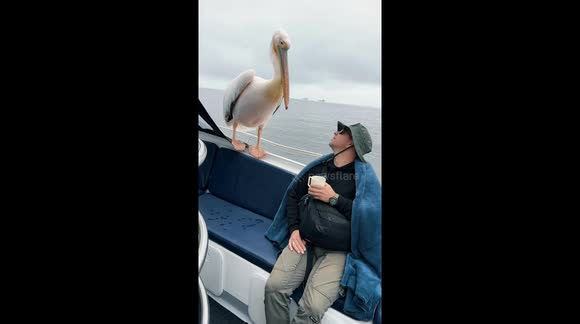 Seal AND pelican take turns to invade boat off Namibian coast - Buy, Sell or Upload Video Content with Newsflare
