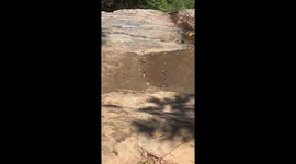 O sapo decide sair e fugir da cobra, mas…