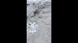 Cyclone Alfred destroys Peregian Beach sand dunes and turtle habitat exposing a nest holding 150 eggs