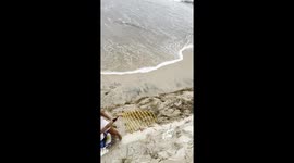 Cyclone Alfred destroys Peregian Beach sand dunes and turtle habitat exposing a nest holding 150 eggs