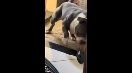 Dog's face gets distorted in funny way after biting roll