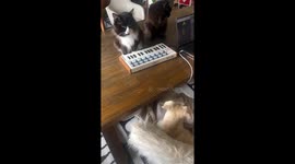 Cat plays instrument while dog watches in San Francisco