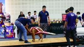Pit bulls pull carts weighing up to 1,000kg at pet show event in Thailand