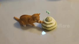 Cat tries to remove ball from toy in Anhui, China