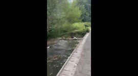 Four water obsessed springer spaniels repeatedly leap into pond