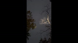 Flying squirrel glides between trees at night in India