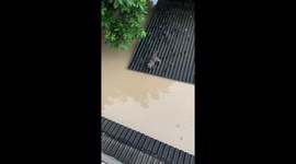 Cat falls into floodwater while jumping between roofs in Bekasi