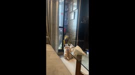 Dadi’s softest transformation: From “don’t bring them home” to singing bhajans for them