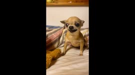 Molly the tiny chihuahua vs. the plush bear