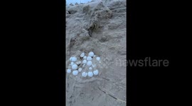 Newsflare Edit - Collecting turtle eggs for relocation after cyclone Alfred destroyed the dunes at Peregian beach Qld
