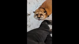 Sweet Pet Fox Asks For Back Scratches