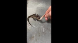 Baby Gator Death Rolling