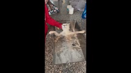 Maine Coon Cat Does Not Like Bath Time