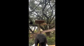 Monkey business caught on camera at the zoo