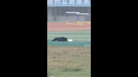 Playful dog “reads” book on school field in China