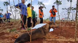 Loyal disabled dog stays by elderly owner's body after he dies in farm