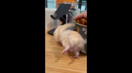 Fur-puccino! Hamster gets stuck in coffee cup handle