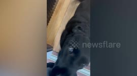 Ex-guide dog can't forget how to guide - and holds onto his owner's clothes