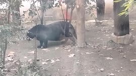 Obese black panther struggling to walk at Chinese zoo sparks concerns - staff claim it's healthy